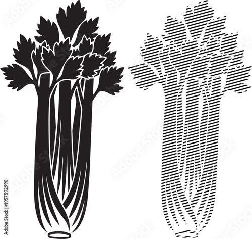 Illustration of two different types of celery with distinct leaf and stalk structures