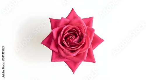 Top View of a Vibrant Pink Rose Isolated on White Background