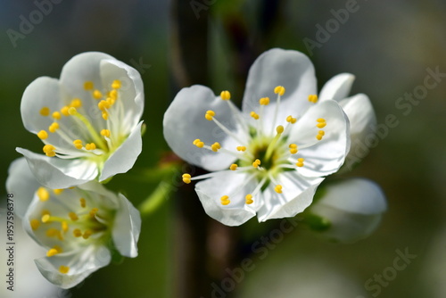 Nahaufnahme von Mirabellen-Blüten im Frühling