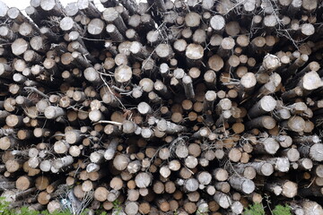 Fototapete Brennholz Textur pile of firewood  © LydurGeir