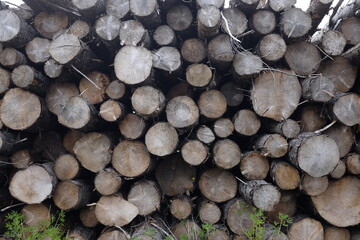 Fototapete Brennholz Textur stack of firewood  © LydurGeir
