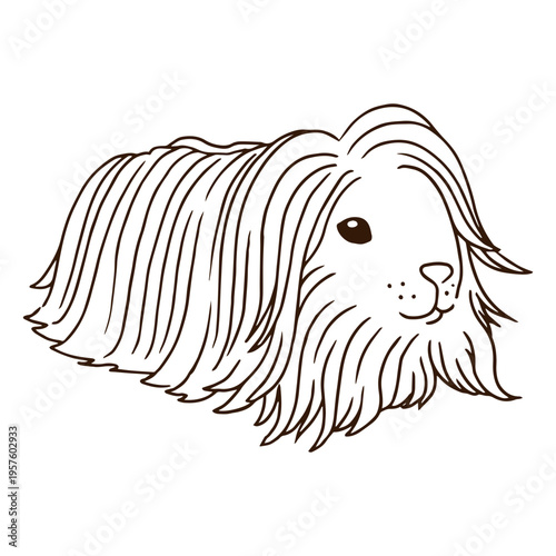 Guinea pig long hair pet stroke animal