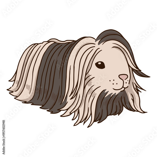 Guinea pig long hair animal