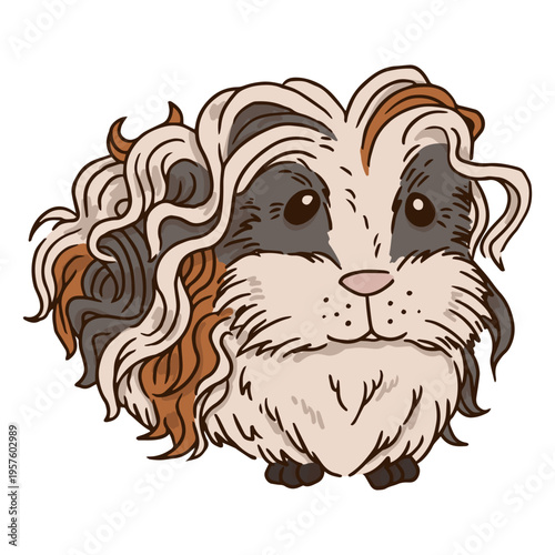 Guinea pig long hair pet animal