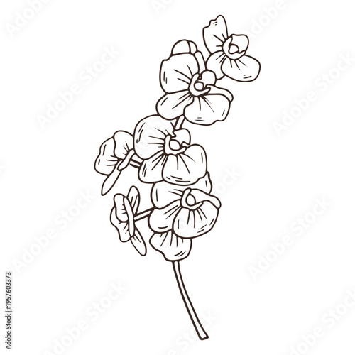 Vintage orchid flowers stroke icon