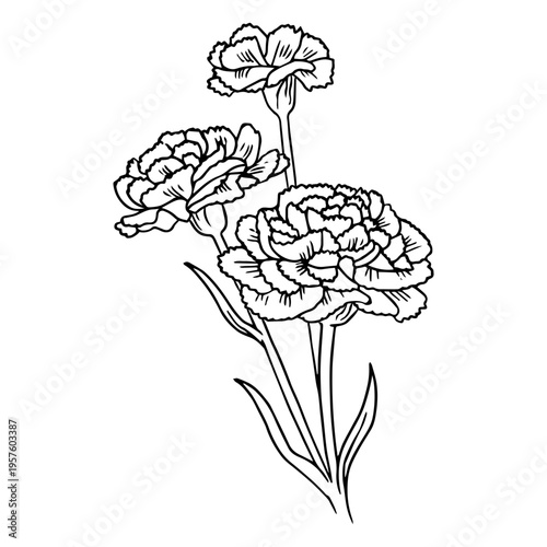 Minimalist blooming carnations