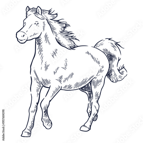 Wild horse sketch