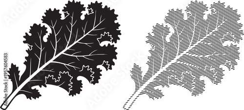 Comparative illustration of a smooth and textured leaf structure in black and white