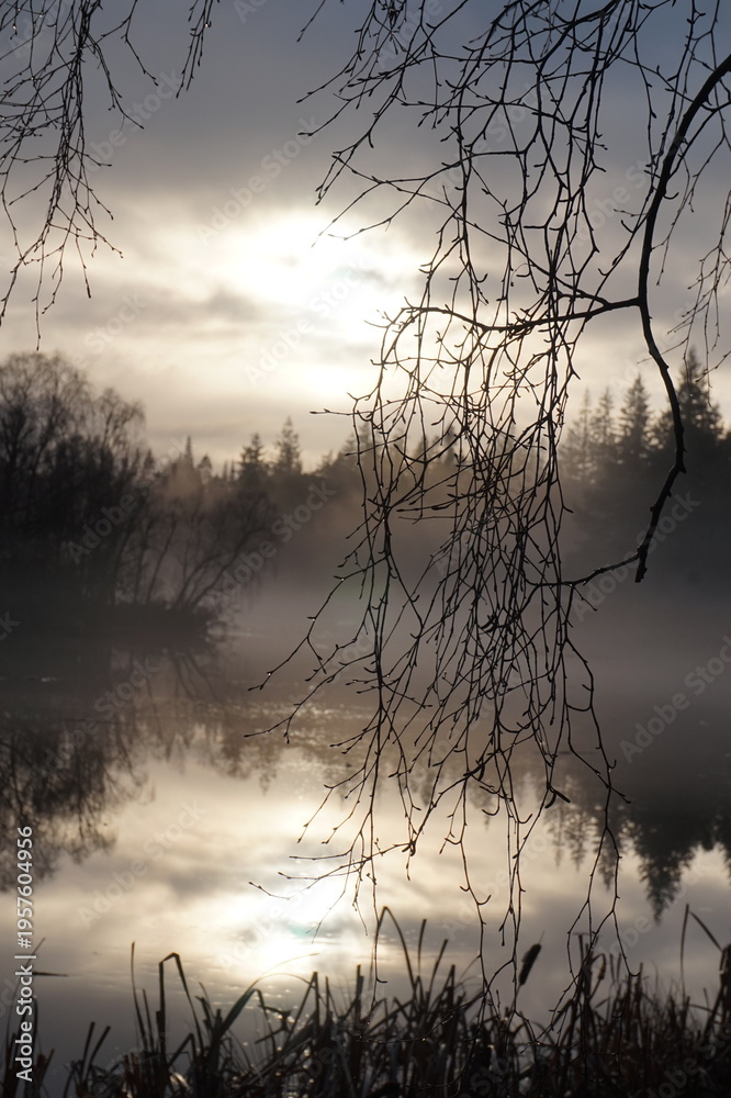 Obraz premium sunset in the forest