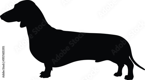 Black and white silhouette sleek dachshund standing vector