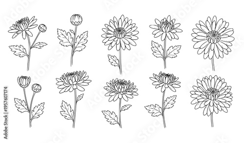chrysanthemum, mum, flower, floral, botanical, line, lineart, outline, bloom, petals, plant, nature, garden, leaf, leaves, stem, elegant, minimal, delicate, design, set, collection, vector, illustrati