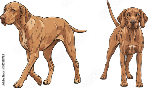 Portuguese Pointer dog walking forward standing alert pose set