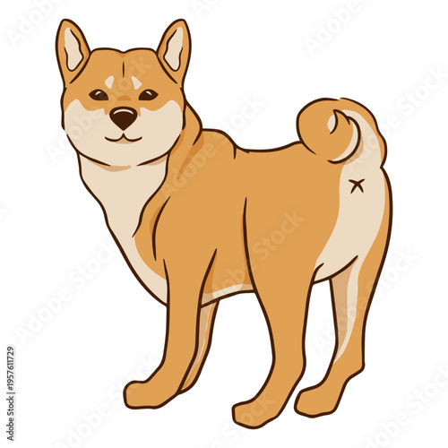 Beautiful dog breed Shiba Inu