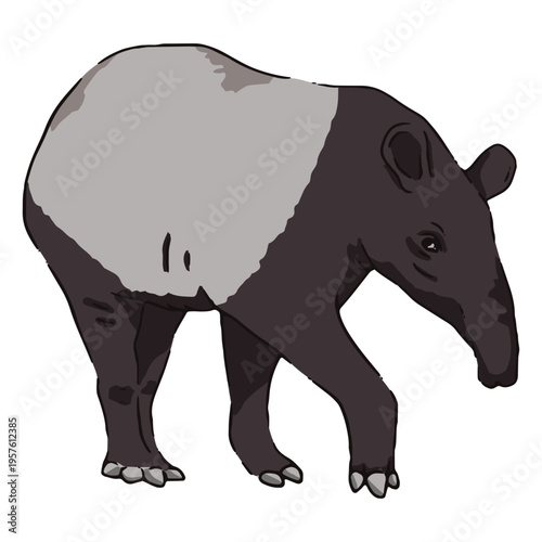 Wildlife tapir