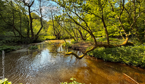 Εκτύπωση καμβά A river meanders through a lush forest, with sunlight filtering through the trees and reflecting on the water