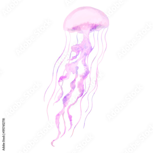 Esplendid jellyfish