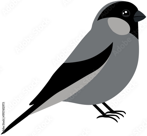 Cute bullfinch bird vector illustration in gray style