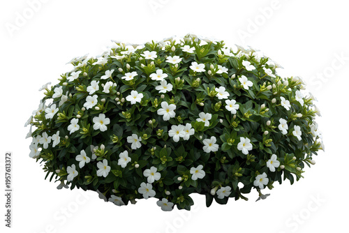 White flowering bush with green leaves, lush healthy plant blooming in spring, planting for garden landscaping, transparent background