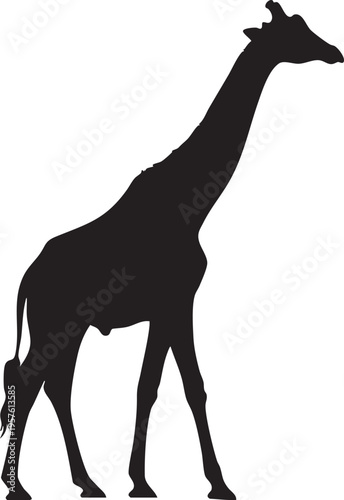 Silhouette of a giraffe walking