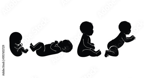 Fetal development stages illustrated in a striking black silhouette