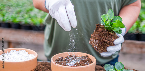Planting pansy in terracotta pot with fertilizer and perlite in greenhouse in nursery, spring gardening concept