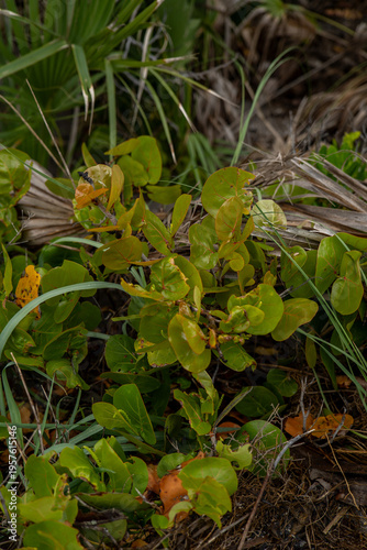 Tropical Plants 