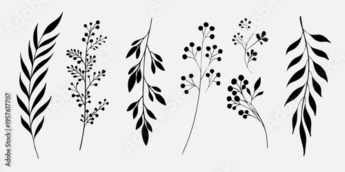 Elegant botanical illustration featuring various slender plant stems and leaves