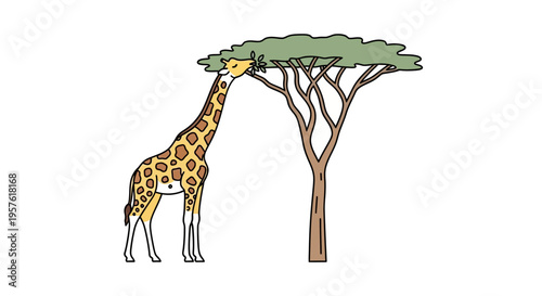 A giraffe eats leaves from a tree in savannah landscape outdoor environment.