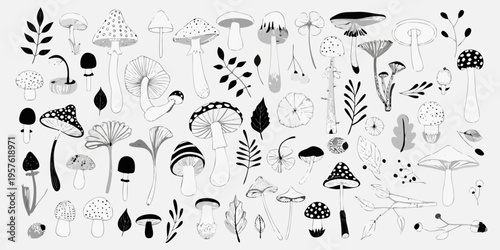 A collection of detailed hand drawn mushrooms and botanical illustrations