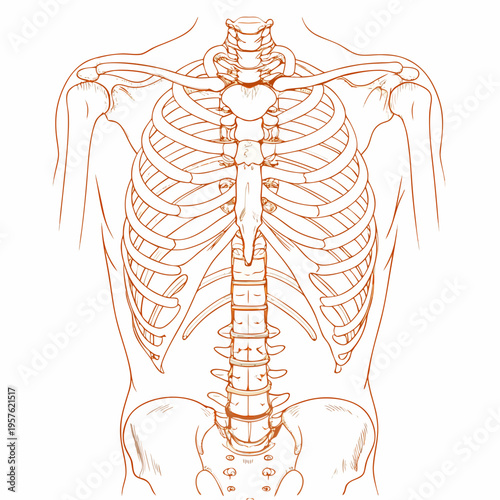 Anatomical illustration of the human ribcage spine and sternum