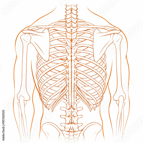 Anatomical illustration of the human ribcage and vertebral column