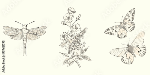 Vintage botanical illustration featuring moths and a flowering sweet pea plant