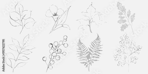 Delicate botanical sketches of various leaves and flowering plant elements