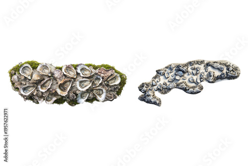 Close-up of Oysters and barnacles on rock, showing the intricate textures and shapes of the marine life on Isolated Transparent Background, Ai Generative