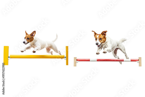 Two agile dogs gracefully leaping over colorful hurdles, demonstrating their athleticism and training. on Isolated Transparent Background, Ai Generative