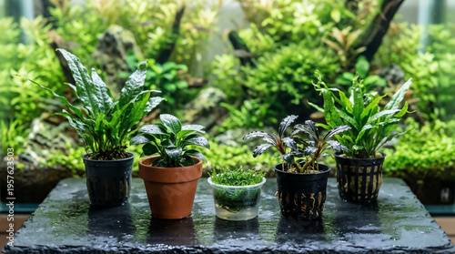 Aquatic plants in small pots with java fern anubias and bucephalandra