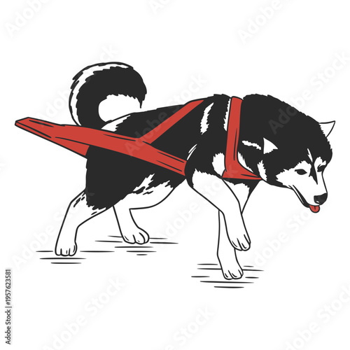 Husky with a red harness