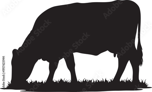 Black silhouette of a grazing cow