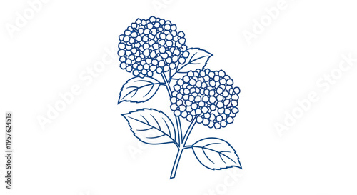 Delicate line drawing of two hydrangea flower heads with green leaves high quality professional detailed modern