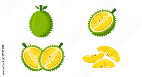 Illustrations of durian fruit whole and in various sliced arrangements
