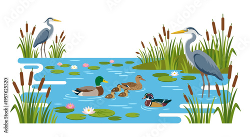 A colorful illustration depicting various waterfowl in a wetland habitat