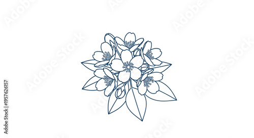 A delicate illustration of jasmine flowers and leaves rendered in a simple blue line art style