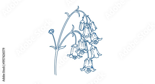 Delicate blue line drawing depicts a cluster of bell shaped flowers on thin stems high quality professional