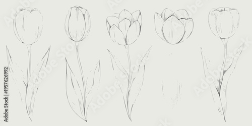 Sketch of five tulips in varying stages of bloom delicately drawn