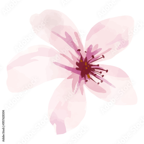 Cherry blossom flower watercolor