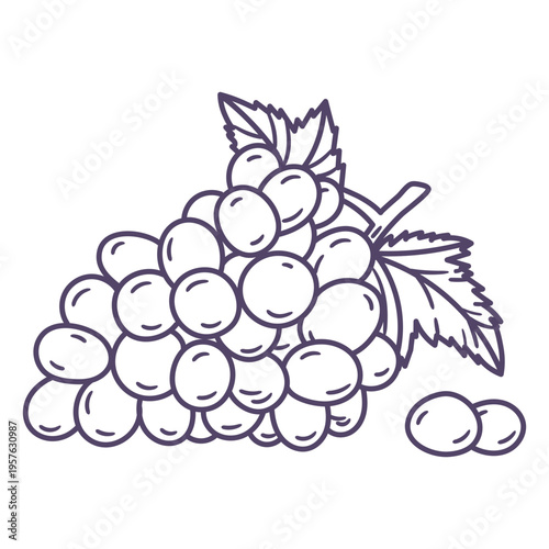 Bunch of grapes purple hand drawn