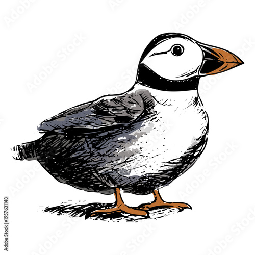 Drawing of a puffin
