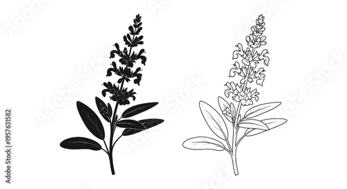 Fotografía Detailed botanical illustration of salvia plants contrasting black and white sil