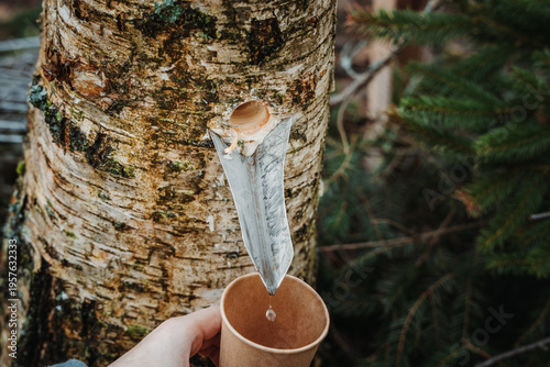 Collecting fresh birch sap dripping from a tree into a cup. Traditional spring activity in nature, highlighting sustainable harvesting, rural lifestyle, and connection to natural resources.