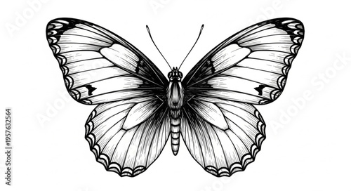 Detailed Butterfly Illustration with Intricate Wing Patterns and Delicate Antennae.